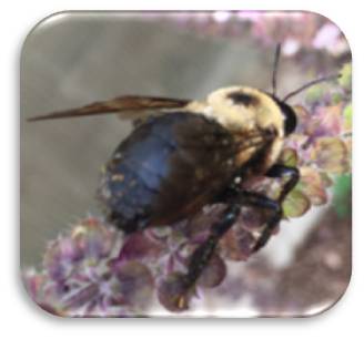 Eastern carpenter bee ©Camia Lowman with Urban Harvest, Inc. Eastern carpenter bee ©Camia Lowman with Urban Harvest, Inc.