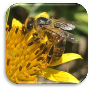 Western honey bee