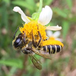 Leafcutter bee on Shepherd's Needle ©Camia Lowman with Urban Harvest, Inc.