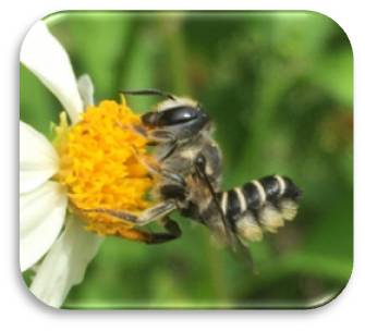 posture of Leafcutter bee at rest ©Camia Lowman with Urban Harvest, Inc.