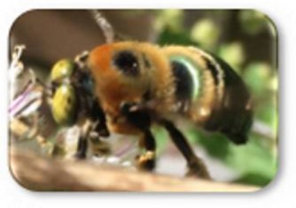 S Carpenter male.web Nevada Bumble Bee ©Camia Lowman with Urban Harvest, Inc.