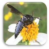 Cuckoo Leafcutter Bee Coelioxys ©Camia Lowman with Urban Harvest, Inc.