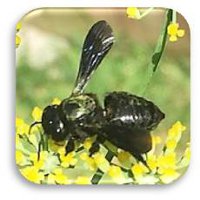 female carpenter mimic bee on yellow bloom ©Camia Lowman with Urban Harvest, Inc.