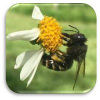 Horsefly-like Carpenter bee Xylocopa tabaniformis parkinsoniae © Camia Lowman with Urban Harvest, Inc. Horsefly-like Carpenter bee Xylocopa tabaniformis parkinsoniae © Camia Lowman with Urban Harvest, Inc.