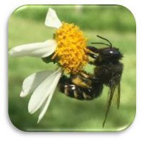 Horsefly-like Carpenter bee Xylocopa tabaniformis parkinsoniae © Camia Lowman with Urban Harvest, Inc.