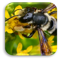 male carpenter mimic bee on yellow bloom ©Lauren Simpson St. Julian’s Crossing Wildlife Habitat