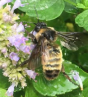 American Bumblebee Bombus Pensylvanicus©Camia Lowman