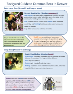 Backyard Guide Common Bees Denver