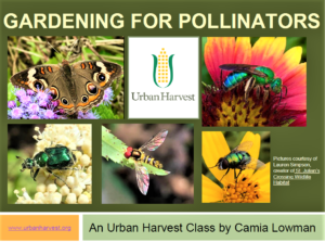 Gardening for Pollinators webinar