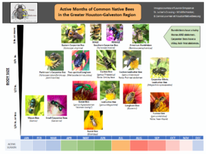 chart active months of Houston native bees