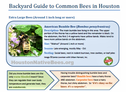 Backyard Guide Houston Native Bees illustration