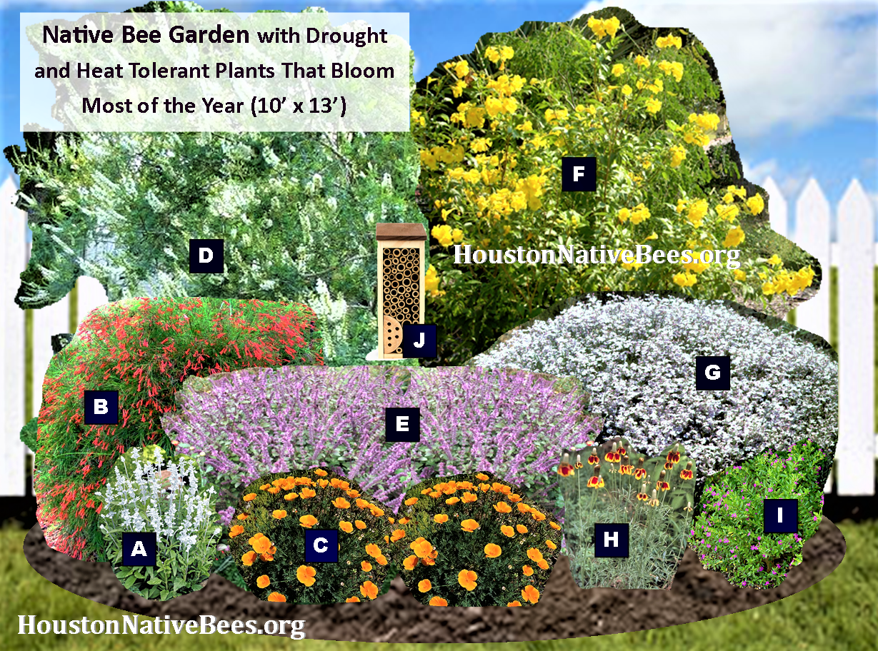 Native plant garden illustration