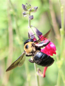 Texas Carpenter Bee on hot lips salvia Balwick2021