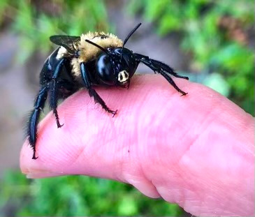 xylocopa virginica texana©Lauren Simpson 2021 xylocopa virginica texana©Lauren Simpson 2021