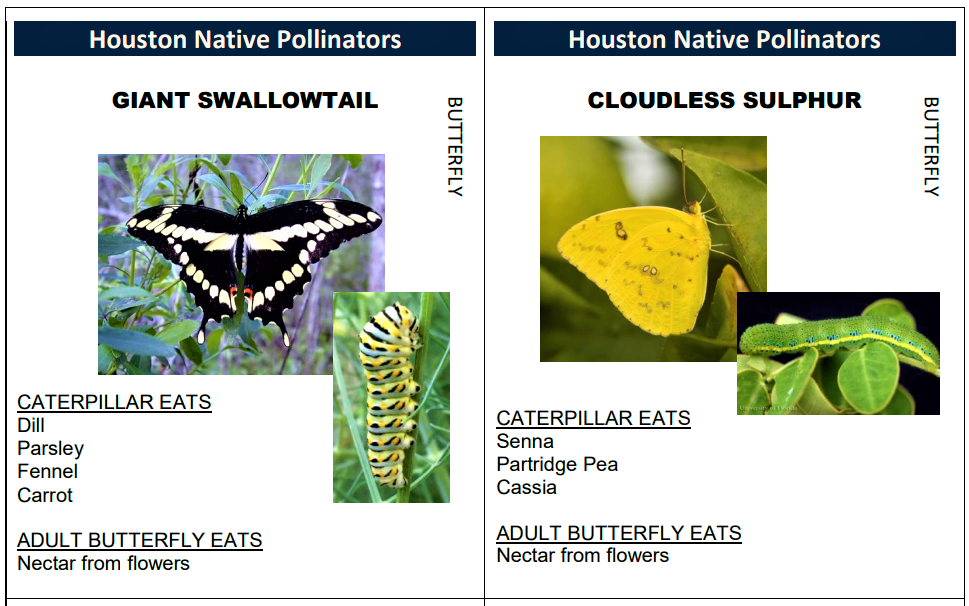 Pollinator Game cards