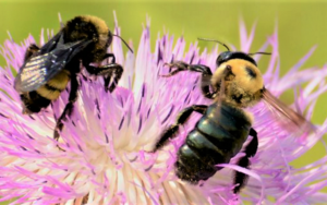 American bumble bee, eastern carpenter bee ©Jessica Womack