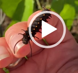 pipevine swallowtail