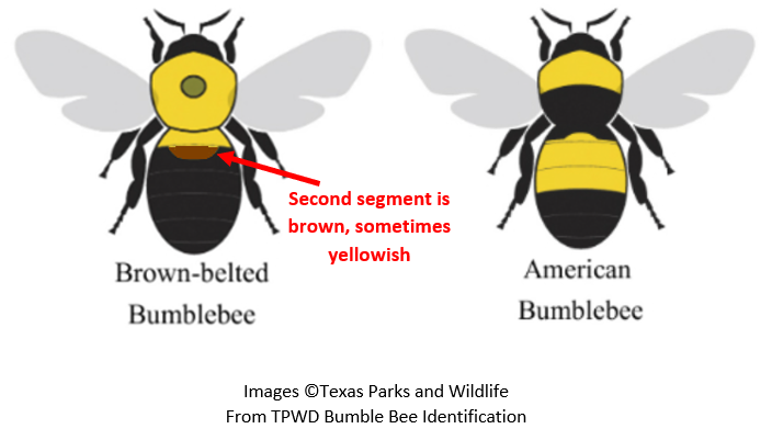 Texas Parks and Wildlife Bumblebee Identification