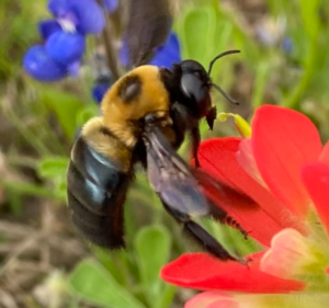 Texas Carpenter Bee ©Camia Lowman HoustonNativeBees.org