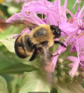 Brown-Belted Bumblebee ©Camia Lowman HoustonNativeBees.org
