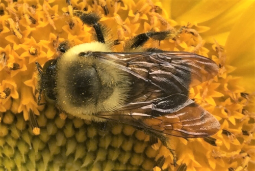 Brown-Belted Bumblebee ©Camia Lowman HoustonNativeBees.org