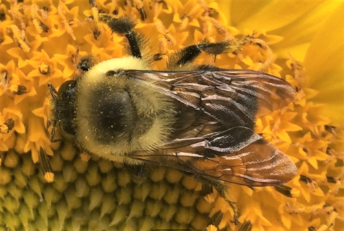 brown-belted bumble bee