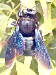 Southern Carpenter bee.Bob.web Southern Carpenter bee wing detail