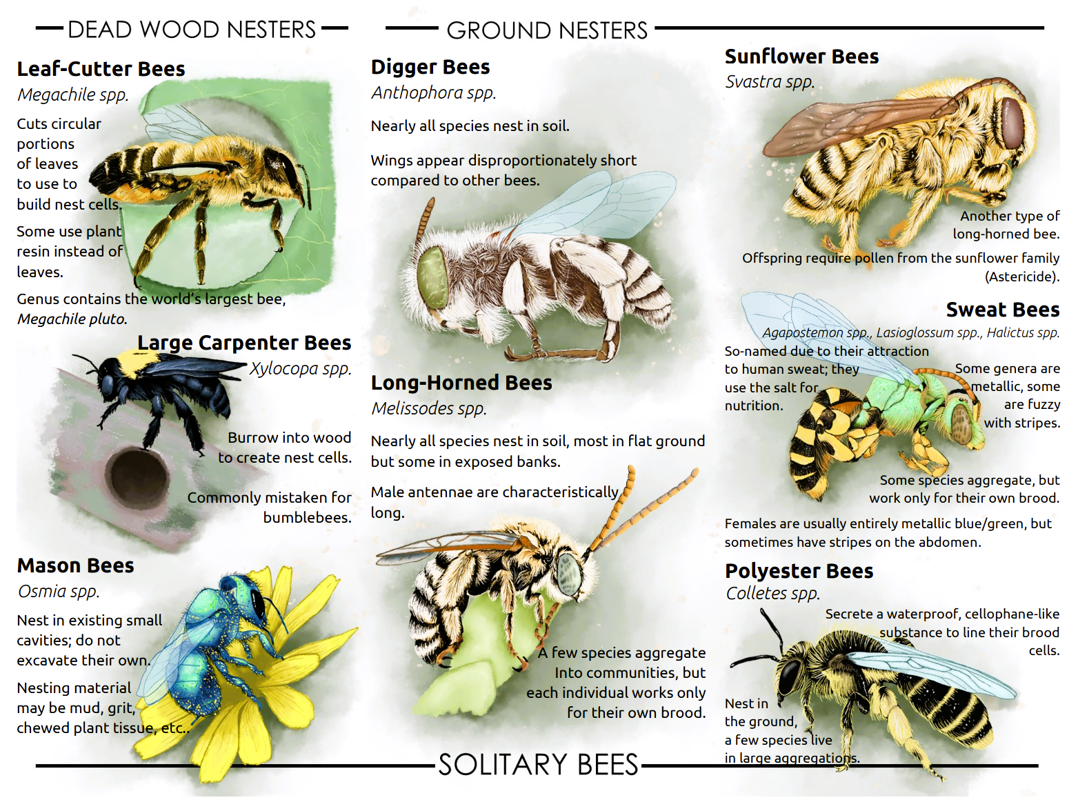 Types Of Ground Bees